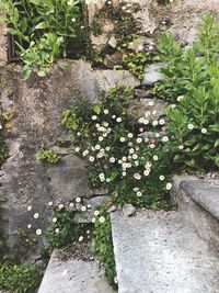 High angle view of flowering plants by rocks