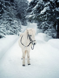 Horse on snow covered landscape