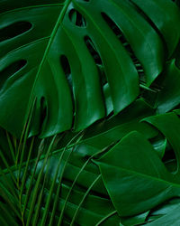 Closeup nature view of monstera leaves background