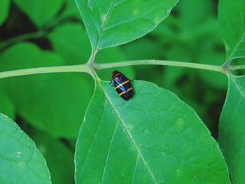 Close-up of ladybug on leaf