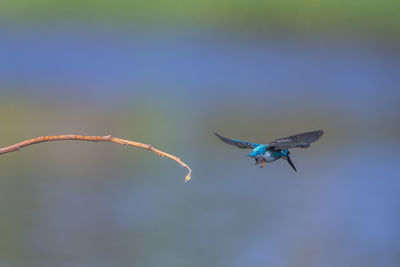 Close-up of bird flying