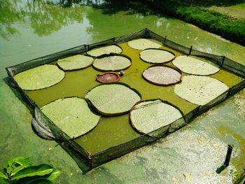 High angle view of leaf floating on water