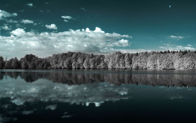 Reflection of trees in calm lake