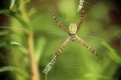 Close-up of spider on web