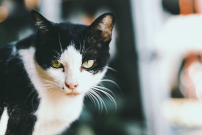 Close-up portrait of cat