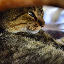 Close-up of tabby cat