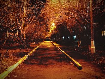 Illuminated bare trees at night