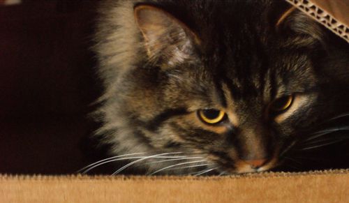 Close-up portrait of cat