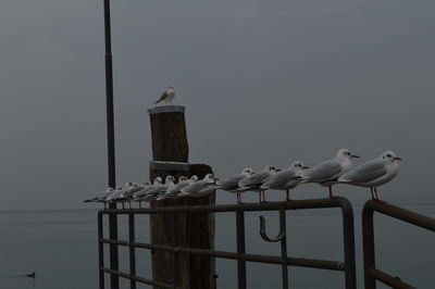 Seagulls perching on railing against sea