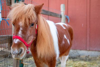 Small horse standing in a pen