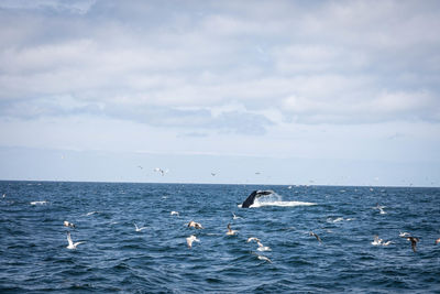 Swans swimming in sea against sky