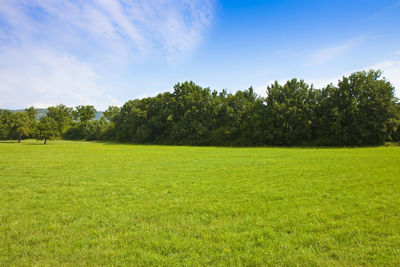 Scenic view of grassy field against sky