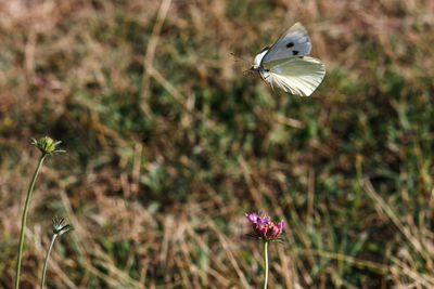 Close-up of butterfly pollinating on flower