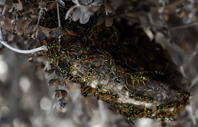 Close-up of water drops on branch