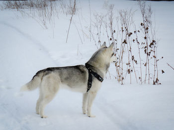 Dog on snow covered land