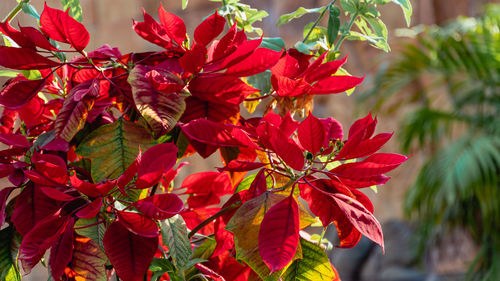 Close-up of red maple leaves on tree