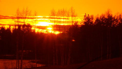 Silhouette trees in forest against orange sky