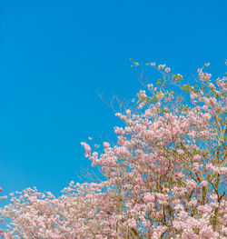 Low angle view of flowering plant against blue sky