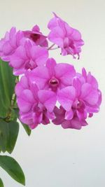 Close-up of pink flowers over white background