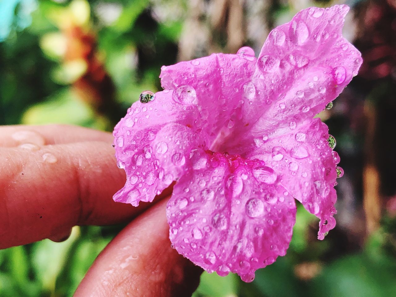 CLOSE-UP OF WET PINK ROSE FLOWER