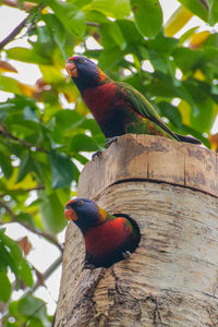 View of parrot perching on tree