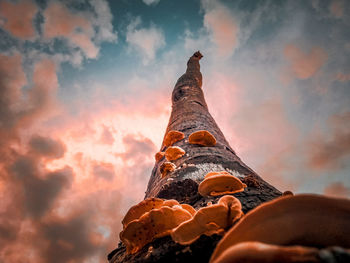 Low angle view of this tree against sky