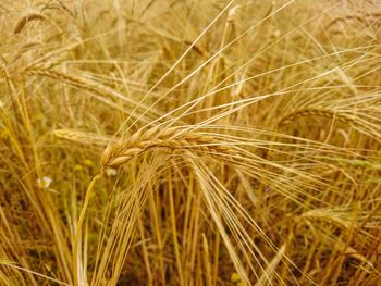 Close-up of wheat growing on field