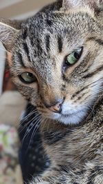 Close-up portrait of a cat