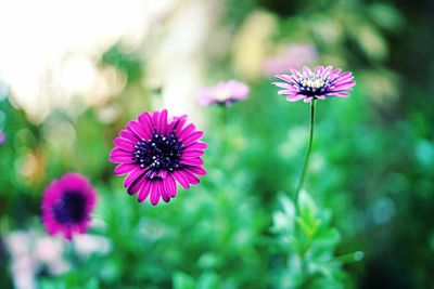 Close-up of pink flowers