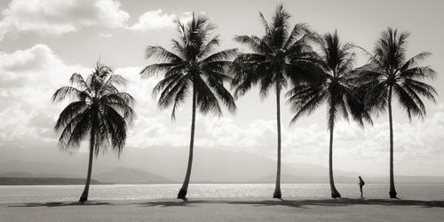 Palm trees on beach against sky