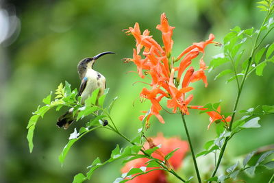 Close-up of bird perching on yellow flower