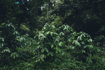 View of trees in forest