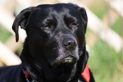 Close-up portrait of black dog