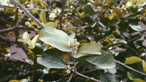 Close-up of insect on plant