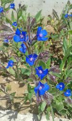 Close-up of blue flowers