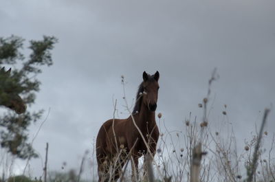 A beautiful young horse in the countryside, italy