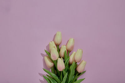 Close-up of pink flower against white background