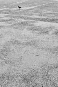 Airplane flying over grass