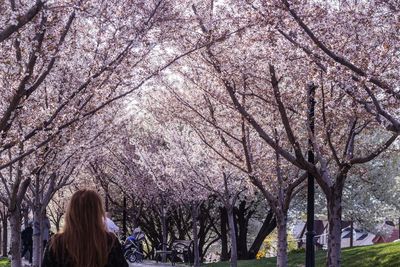 Young woman with cherry blossom trees