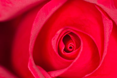 Close-up of red rose