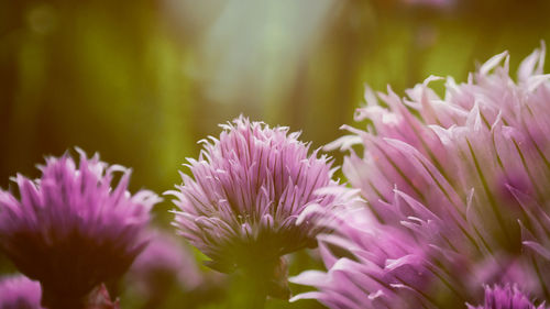 Close-up of purple flowers blooming outdoors