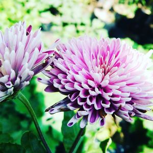 Close-up of purple flower blooming outdoors