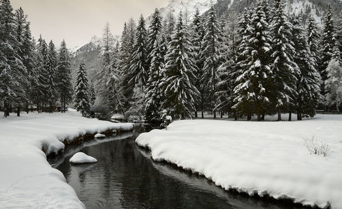 Trees on snow covered land during winter