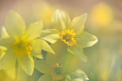 Close-up of yellow flowering plant