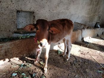 Cows standing against wall