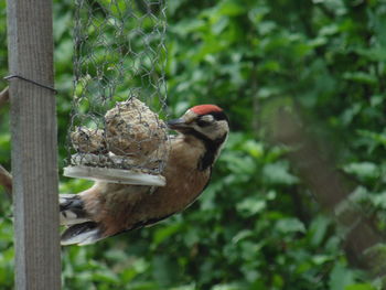 Close-up of bird perching on tree