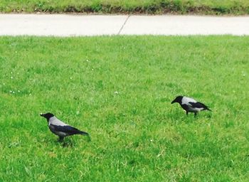 Bird perching on grass