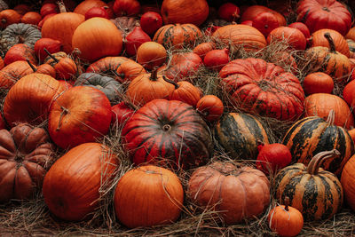 Orange pumpkins lying in the hay. autumn decoration. october and november. the time of harvest. 