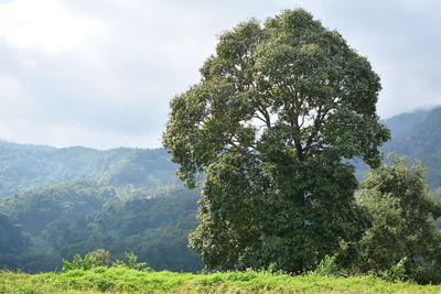 Tree on field against sky