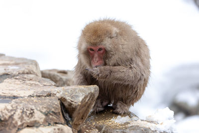 Monkey looking away on rock